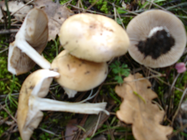 Murgia  Novembre  2007